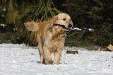 GOLDEN RETRIEVER 794